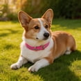 thumbnail image 4 of Reflective Adjustable Collar For Small Medium And Cats Neck Band, 4 of 5