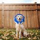 thumbnail image 2 of Collar inflable protector para perros, cono de recuperación para perros - Collares electrónicos inflables ajustables con forma de donut, cono suave para recuperación de perros y gatos, tamaños Mk, 2 of 8