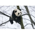 thumbnail image 2 of Zuckerman, Jim 24x17 Gold Ornate Wood Framed with Double Matting Museum Art Print Titled - China, Chengdu Baby giant panda in tree, 2 of 4