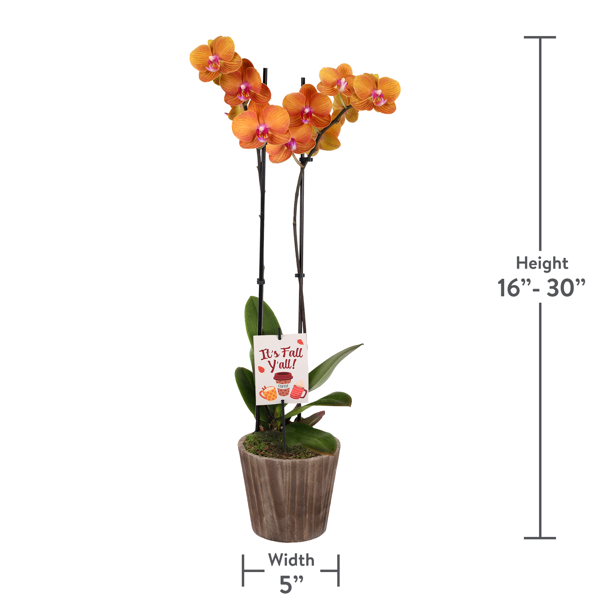 5" Salmon Orchid in Wilson Brown Planter – It’s Fall Y’all