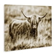 thumbnail image 2 of Stupell Industries Traditional Vintage Cow In Pasture Canvas Art, 20 x 16, by Villager Jim, 2 of 7