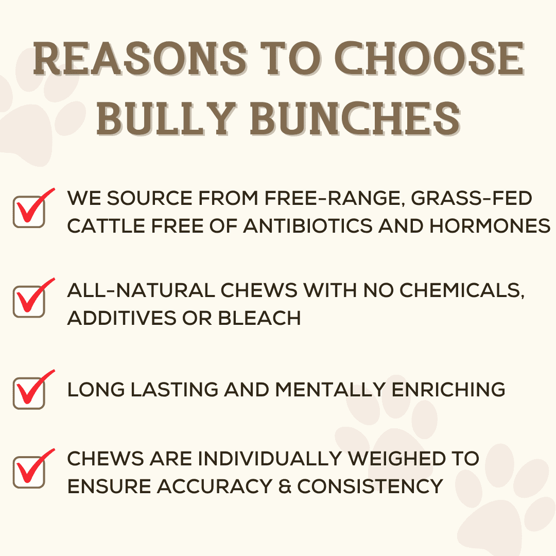 6 Inch Thick Bully Stick - 10 Pack