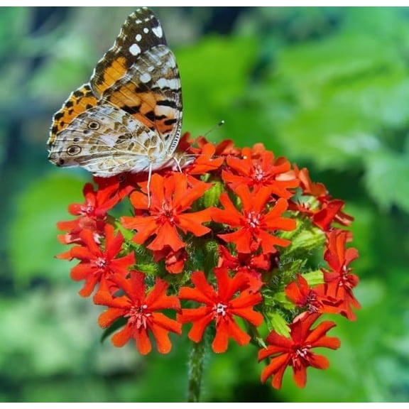 Maltese Cross Flower Seeds for Planting (50 Seeds)