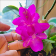 thumbnail image 3 of Purple Christmas Cactus Plant in 3” Pot, Ready to Grow, Suitable for Indoor Outdoor Landscape, 3 of 5