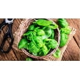 thumbnail image 3 of HJADGG Seeds Basil Indoor Green Heirloom Non-GMO, 3 of 8