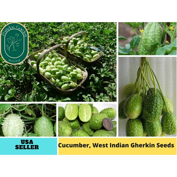 35 Seeds| Cucumber Seeds, West Indian Gherkin - Authentic Seeds~GMO Free~Seeds~Flower seeds~Vegetable seeds~ Asian Garden~Herbs B5G1 #7034