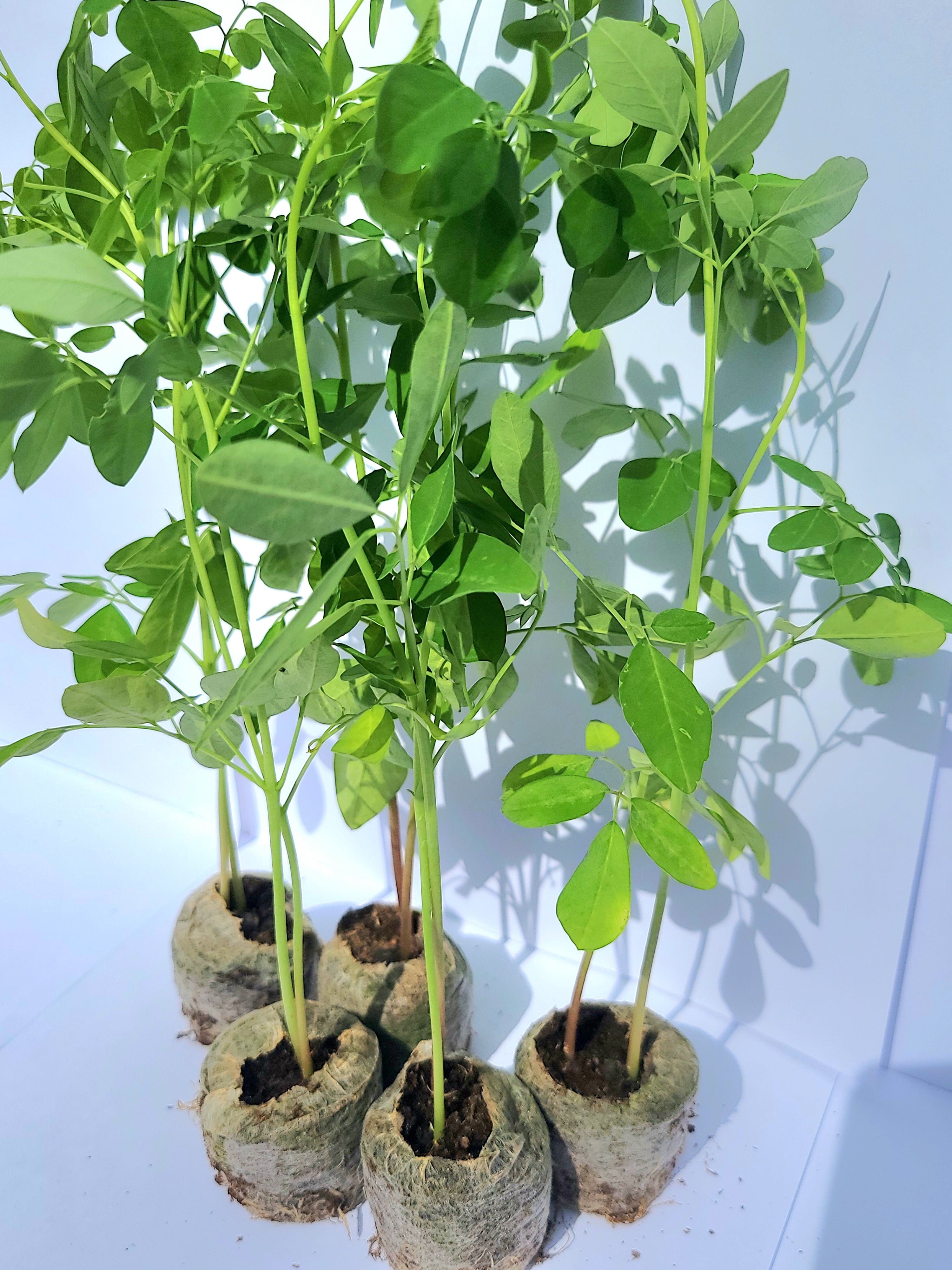 Moringa Plants 5 Live Moringa Trees Partial to Full Sun with Free Moringa Seeds