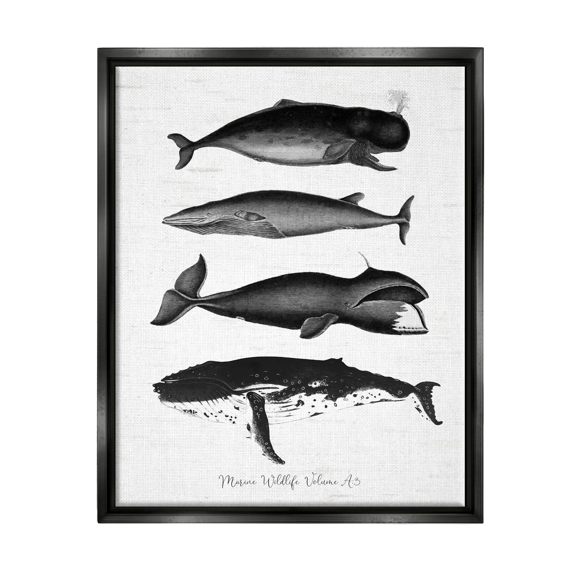 Stupell Industries Marine Wildlife Whales Drawings Diagram Weathered Pattern Graphic Art Jet Black Floating Framed Canvas Print Wall Art, Design by Lettered and Lined