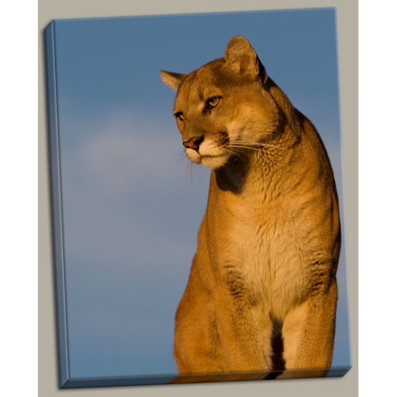 The Perfect View Leopard Stretched Canvas Nature Lion Modern Animal Living Room Picture 11X14