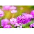thumbnail image 3 of 1000 ROSE CARDINAL CANDYTUFT Iberis Umbellata Flower Seeds, 3 of 11