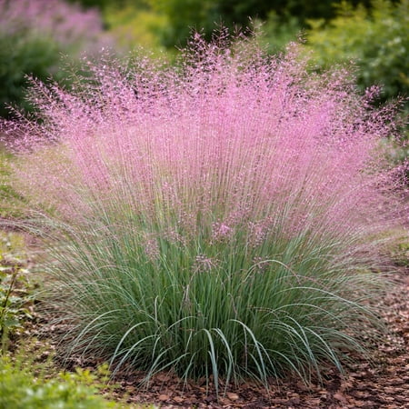 Purple Love Grass (Eragrostis spectabilis) Live Plant Plug – Native Ornamental Grass – Airy Pink-Purple Blooms – Drought Tolerant Perennial for Full Sun (5)