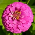 thumbnail image 4 of Old Farmer's Almanac 240 Zinnia Dahlia Mix Flower Seeds, Non-GMO, 4 of 6