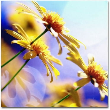 Trademark Fine Art "Sunny Days" Canvas Art by Beata Czyzowska Young