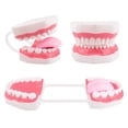 thumbnail image 2 of Mouth Model Speech Therapy with Movable Tongue, 2 of 7