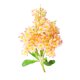thumbnail image 1 of Ramo de jacinto artificial de color amarillo claro con flores simuladas decorativas para el hogar, 1 of 4