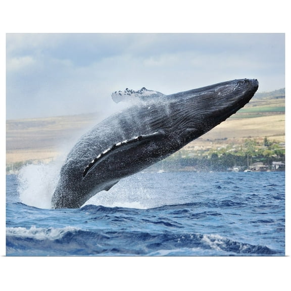 Great BIG Canvas | Rolled M Swiet Productions Poster Print entitled Hawaii, Maui, Humpback Whale Breaching With Island In The Background