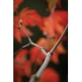 thumbnail image 2 of Vitaly Geyman 11x14 White Modern Wood Framed Wall Art Titled - Autumn Tree Dance II, 2 of 5