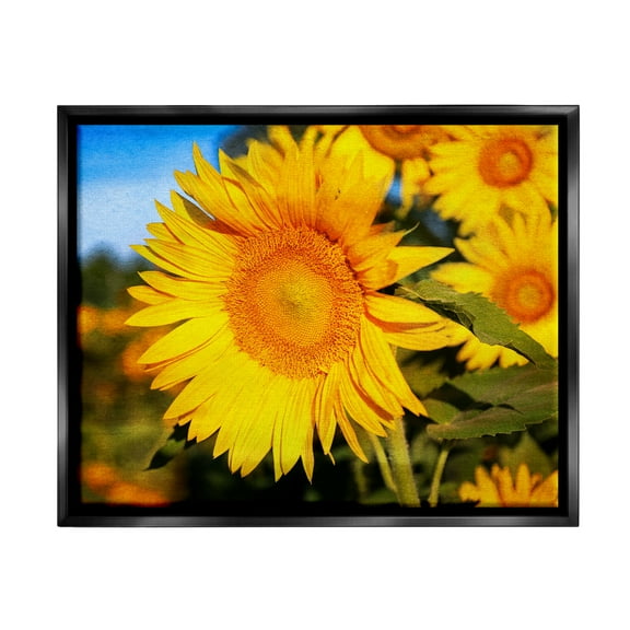 Stupell Industries Country Sunflower Photography Botanical & Floral Photography Black Floater Framed Canvas Art Print Wall Art, 21 x 17
