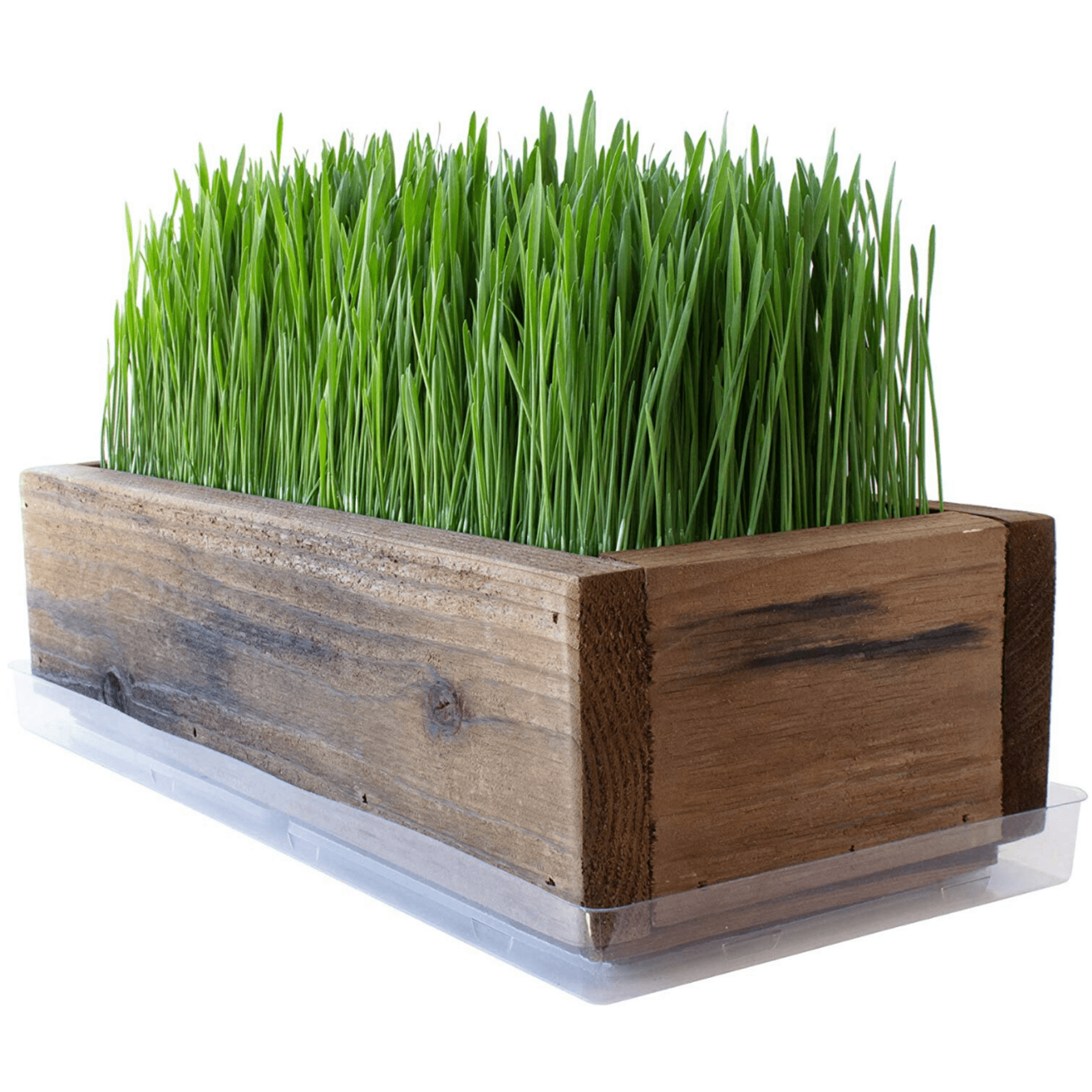 Organic Cat Grass Seeds Kit - Decorative Reclaimed Barnwood Style Organic Wheatgrass Seeds Planter - Rich Brown - Hairball Remedy for Cats, Healthy Pet Grass Supplement & Wheatgrass Growing Kit