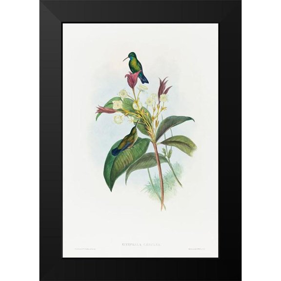Gould, John 11x14 Black Modern Framed Museum Art Print Titled - Eucephala caerulea-Blue-chinned Sapphire