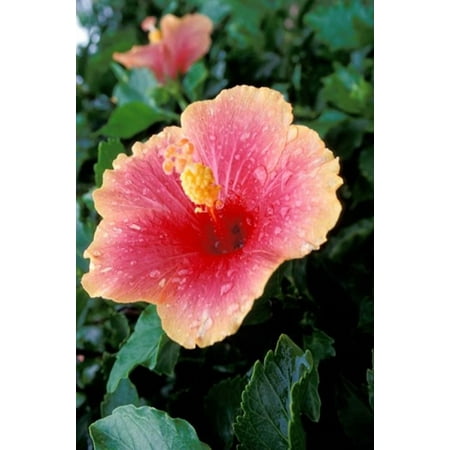 Hibiscus Flower in Bloom St Kitts Caribbean Stretched Canvas - Peter Skinner  DanitaDelimont (18 x