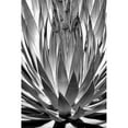 thumbnail image 2 of Taylor, Douglas 13x18 Gold Ornate Wood Framed with Double Matting Museum Art Print Titled - Agave Finale BW, 2 of 4