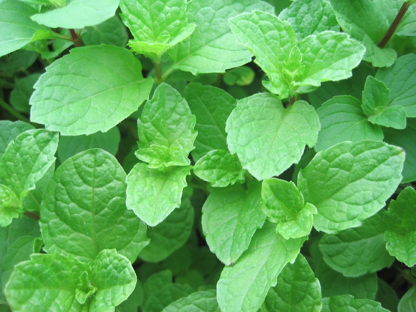 Rare Thai Mint Grow Indoors or Out 3" Pot