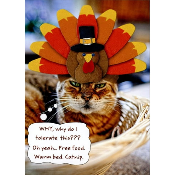 RSVP Cat Wearing Turkey Hat : Why Do I Tolerate This Humorous : Funny Thanksgiving Card