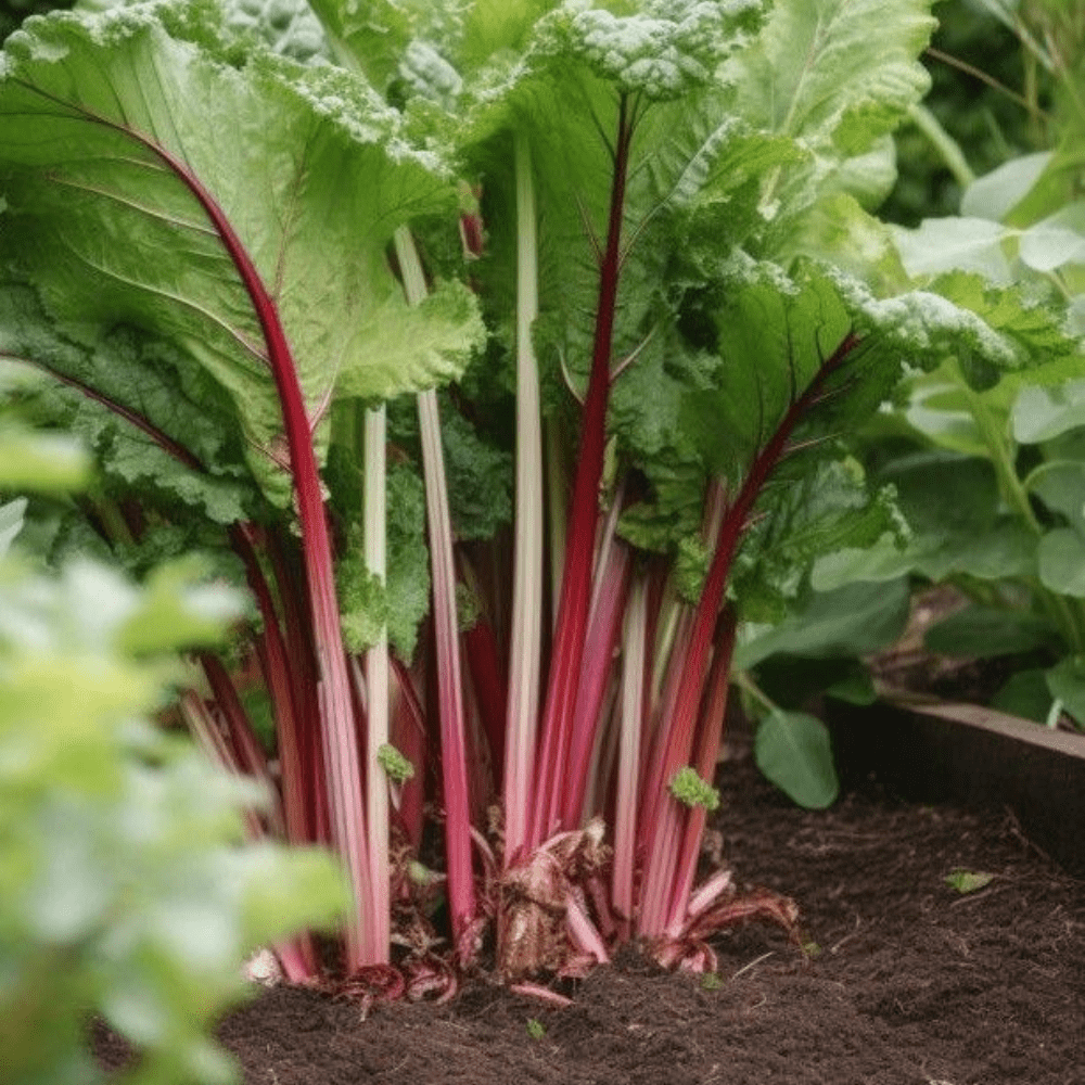 Set 5 Rhubarb Root Plant for Planting, Fresh Rhubarb Plants Live Root, Large Rhubarb Rhizomes, Well-Rooted for Outdoor Planting