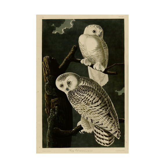 Trademark Fine Art John James Audubon Snowy Owl Canvas Wall Art - 30x47