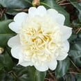 thumbnail image 6 of Jury’s Yellow Camellia Live Shrub – 2 Gallon, 6 of 6