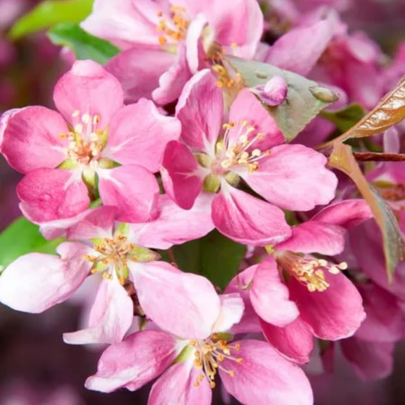 Pink Flowering Cherry Tree Live in 2.5'' Pot, Vibrant Cherry Blossom Tree for Planting