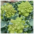 thumbnail image 2 of Everwilde Farms - 1/4 lb Organic Romanesco Broccoli Seeds - Gold Vault Bulk Seed Packet, 2 of 3