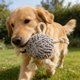 thumbnail image 5 of Juguete interactivo de tira y afloja para mascotas, con chirriador en el interior y textura masticable, cuidado dental para cachorros y perros, entrenamiento y juego en interiores y exteriores, 5 of 6