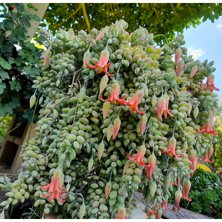 Live Cotyledon Pendens Plant Cliff Cotyledon Succulent Plant 2"Pot