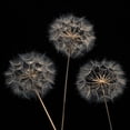 thumbnail image 3 of Frank, Assaf 15x15 Black Modern Framed Museum Art Print Titled - Dandelion flowers over black background, 3 of 5