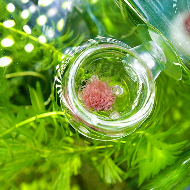 Alimentador Rojo Transparente para Acuario Ventosa Recipiente para Alimentación de Peces Accesorio Comederos Automáticos Alimentador de Peces ANGGREK Otros