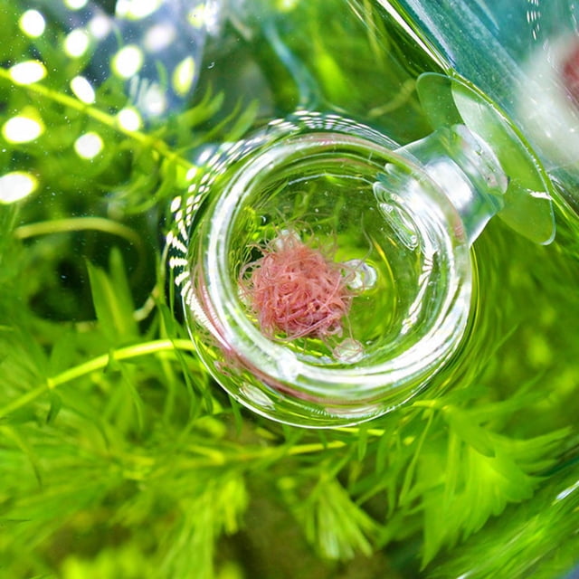 Alimentador Rojo Transparente para Acuario Ventosa Recipiente para Alimentación de Peces Accesorio Comederos Automáticos Alimentador de Peces ANGGREK Otros
