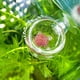 thumbnail image 1 of Alimentador Rojo Transparente para Acuario Ventosa Recipiente para Alimentación de Peces Accesorio Comederos Automáticos Alimentador de Peces ANGGREK Otros, 1 of 8