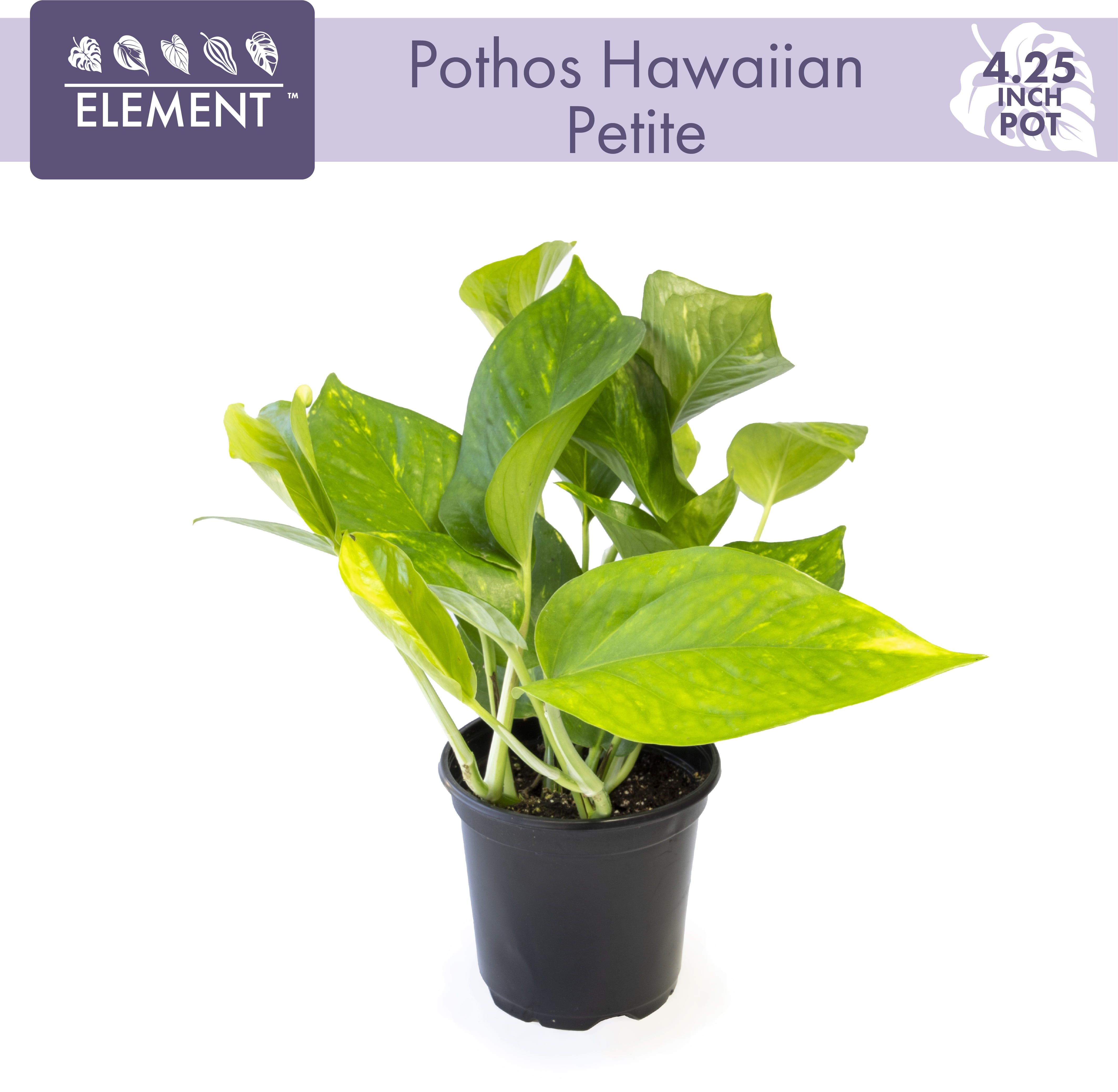 Golden Pothos Easy Care Houseplant | 4.25in Pot; Indirect Sun | Element by Altman Plants