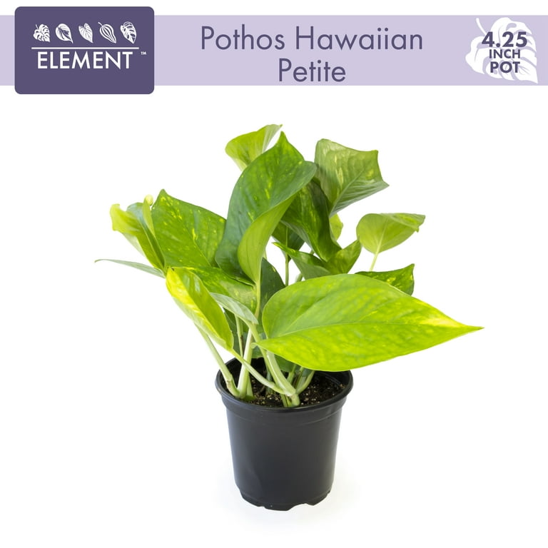 outdoor pothos Nearly Natural 36 in. UV Resistant Artificial Pothos Hanging Plant (Indoor/Outdoor) main image 1