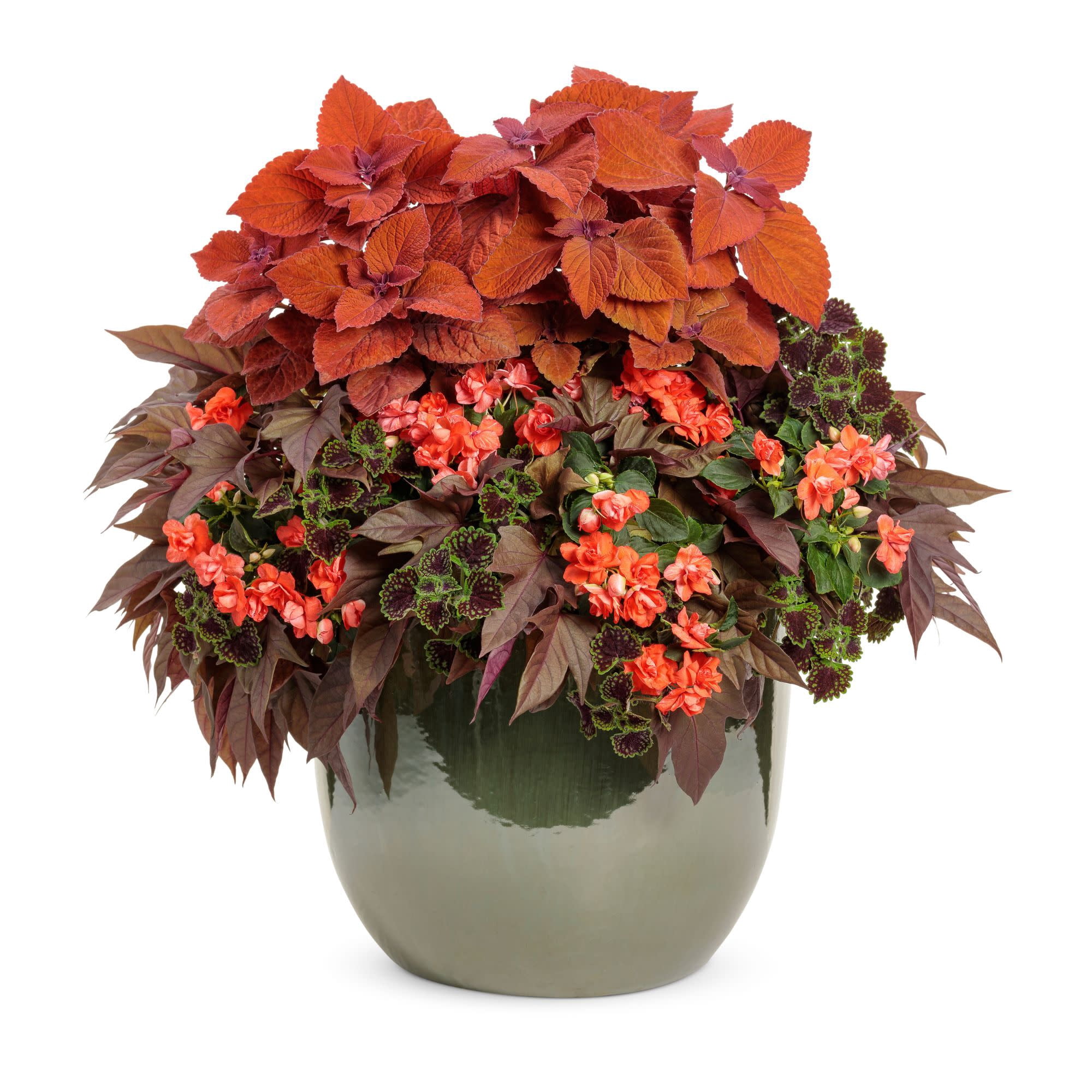 Proven Winners 4" Orange Rockapulco Tropical Shades Double Impatiens Live Plant in 4.25" Pot (4 Count)