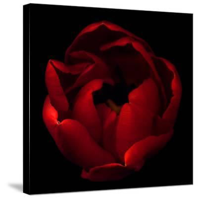 Roses Flowers Love FLORAL  Canvas Art Print Box Framed Picture Wall Hanging BBD 