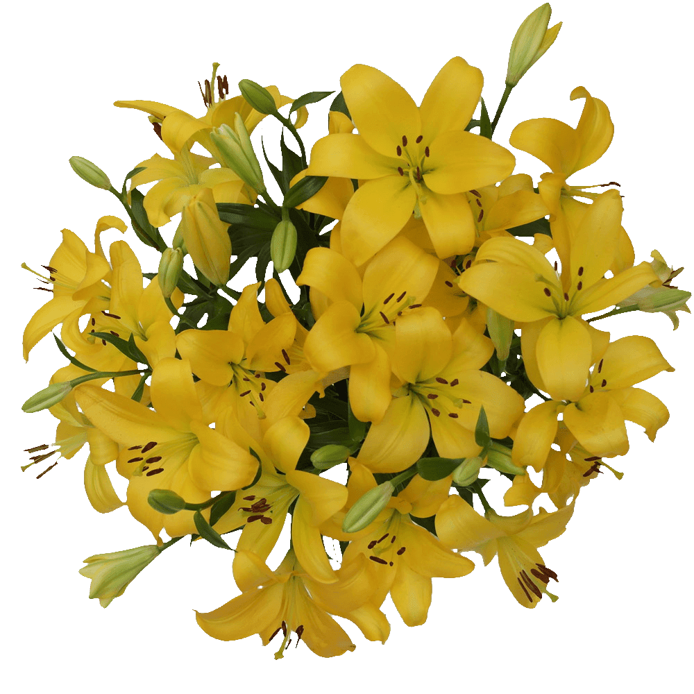 28 Blooms of Yellow Color Asiatic Lilies 8 Stems Beautiful Fresh Cut