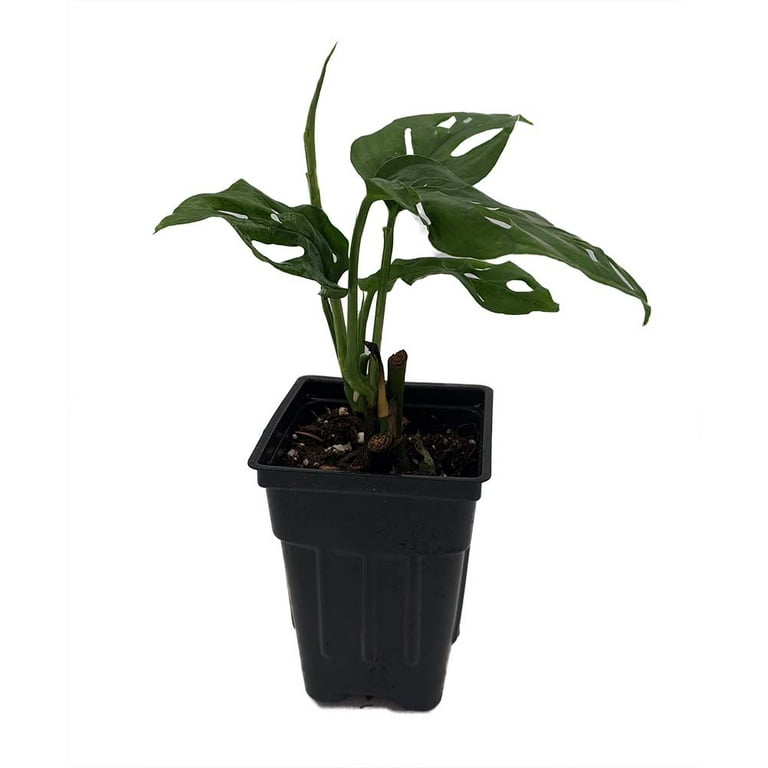 Swiss Cheese Plant - Monstera adansoni - Easy to Grow Old Favorite - 2.5 Swiss Cheese Plant - Monstera adansoni - Easy to Grow Old Favorite - 2.5