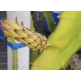 ULTRA RARE Desert King Dragon Fruit 710" flesh cutting (2)