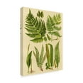 thumbnail image 2 of Trademark Fine Art 'Fern Collection I' Canvas Art by Vision Studio, 2 of 4