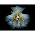 thumbnail image 2 of Carson, Brian 18x15 White Modern Wood Framed Museum Art Print Titled - Backyard Flowers White 49, 2 of 4