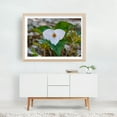 thumbnail image 6 of Trillium Bloom in the Appalachians in Spring - Virginia Photography Flowers Botanical Nature Floral Garden Woodland Scenic Unframed Wall Art Print 5 x 7 inches, 6 of 7