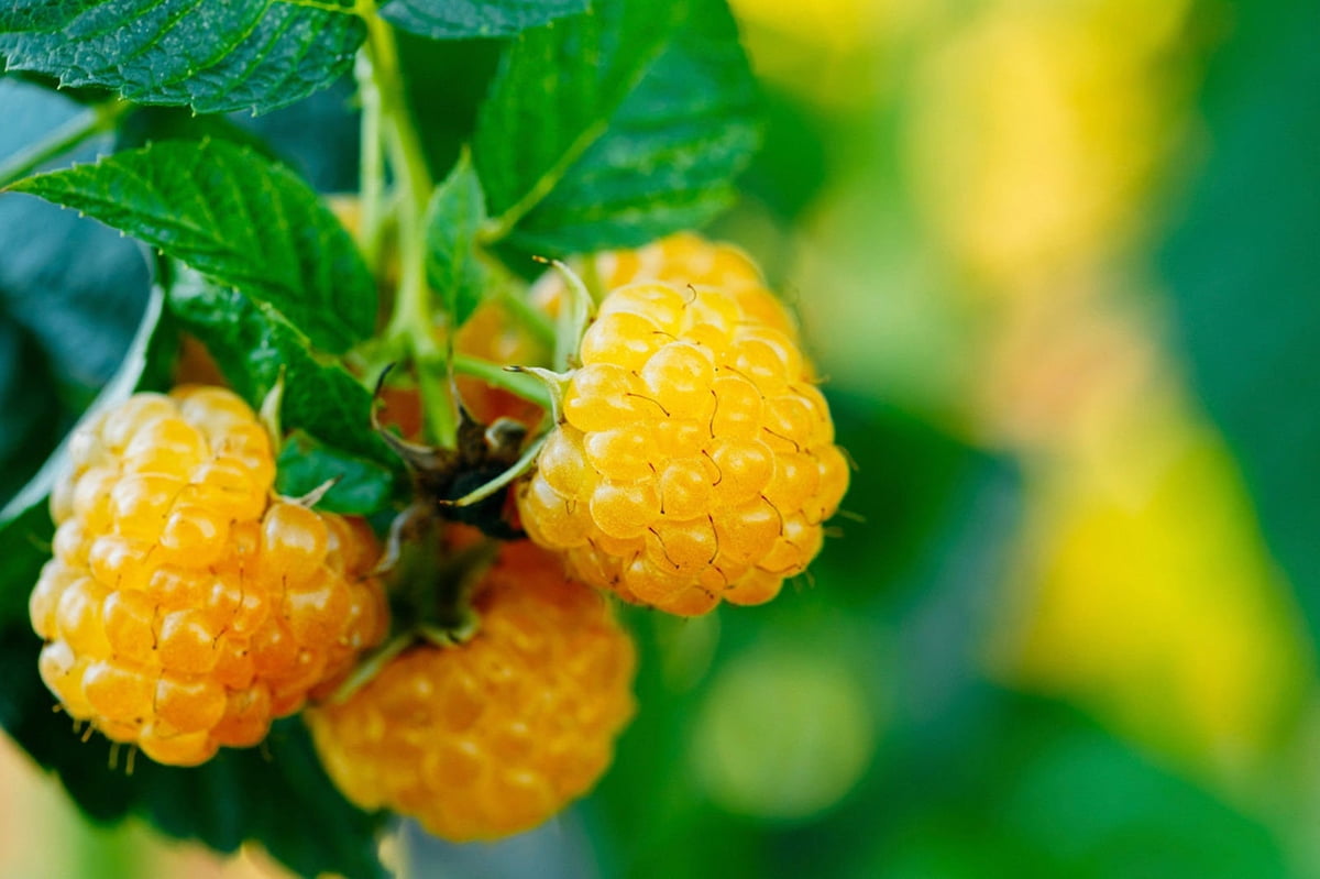 Fall Gold Everbearing Raspberry Plant 2.5" Pot